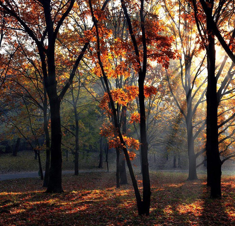 oceннее утро фото превью