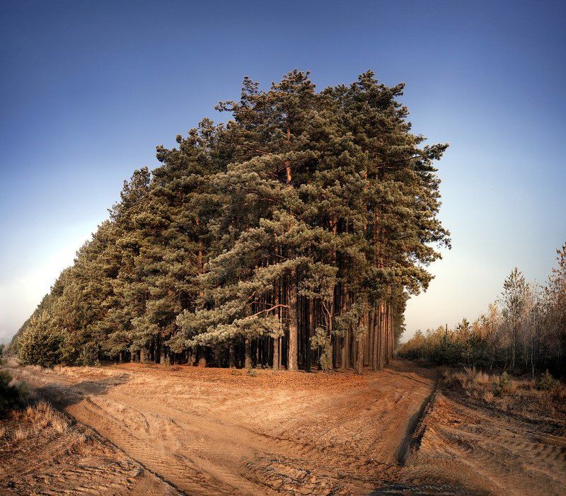 лес, полесье Полесский Титаник фото превью