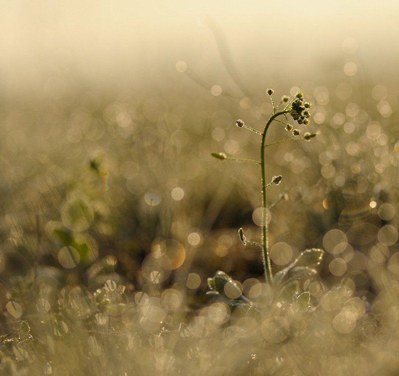 Весну что-то вспомнил :( фото превью