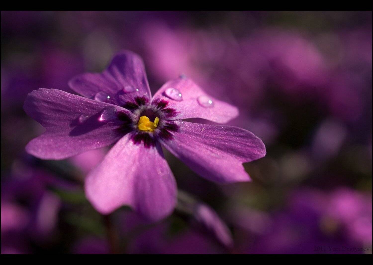 макро, цветок, лето, алферьево, sony, a100, alpha100, alpha, 100, sal30m28, 30/2.8, macro, dt, sam, Юрий Дегтярёв (Yuri Degtyarev)