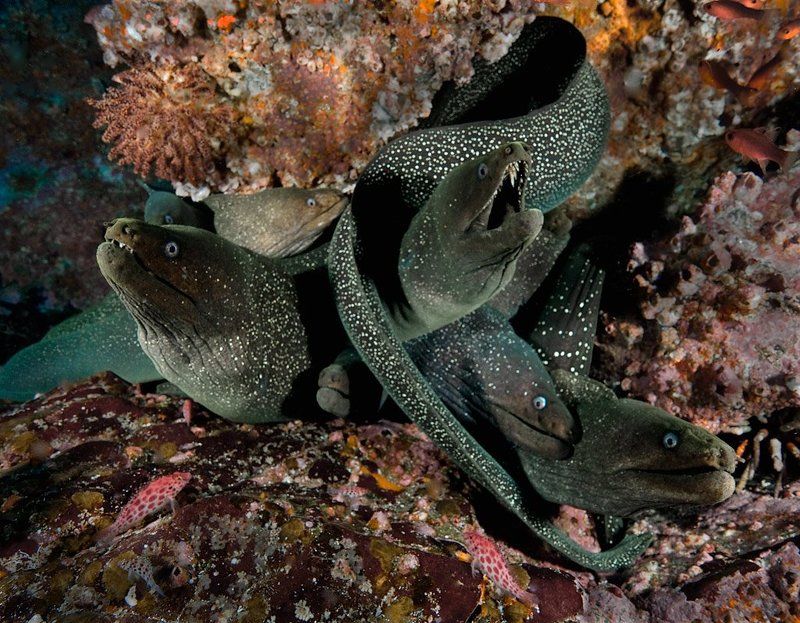 мурена Родственнички фото превью