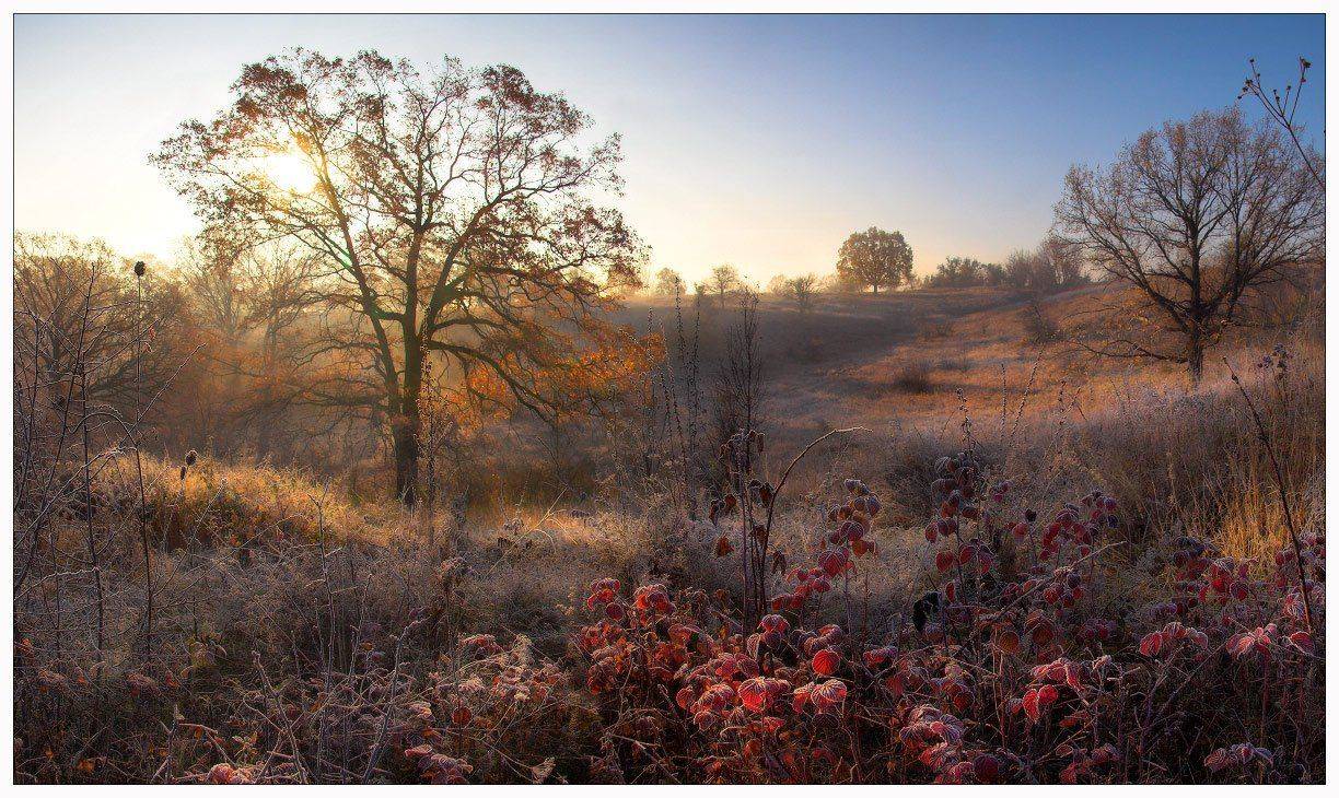 утро, солоницевка, харьков, дубы, иней, малина, панорама, Александр Киценко