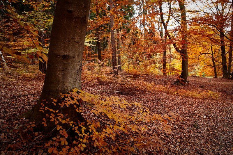 осень, чехия Осеннею тропою.... фото превью