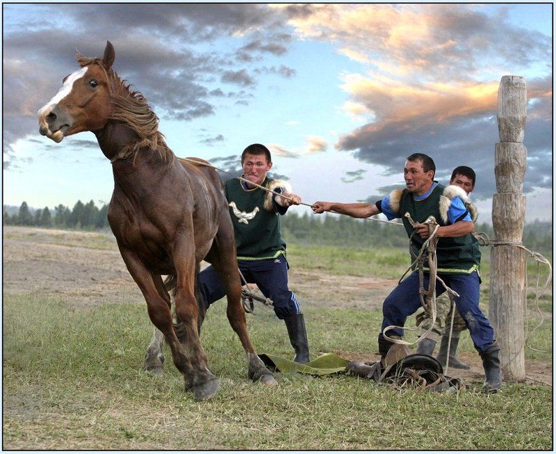 горный алтай, эл-ойын, лошади Эл-Ойын. фото превью