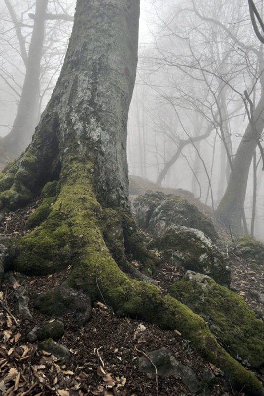 Туман в горном лесу фото превью
