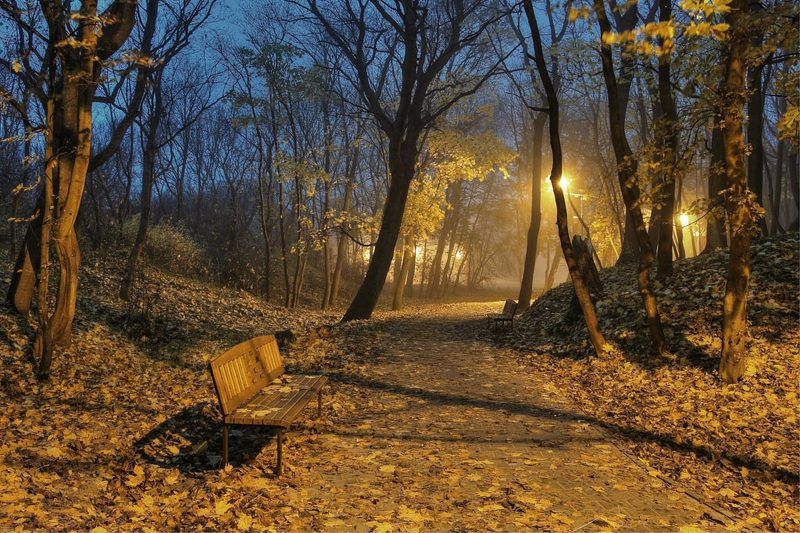 Утро в парке фото превью