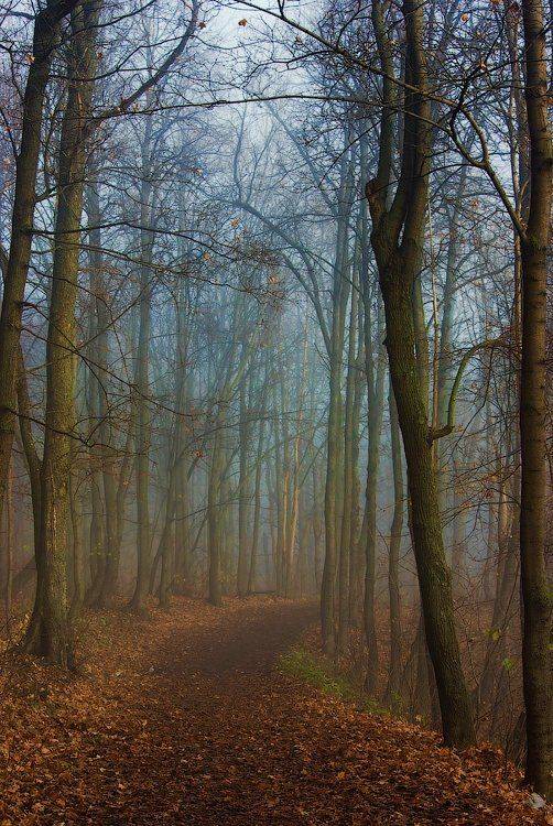 , Andrew (a-never) Nitsenko