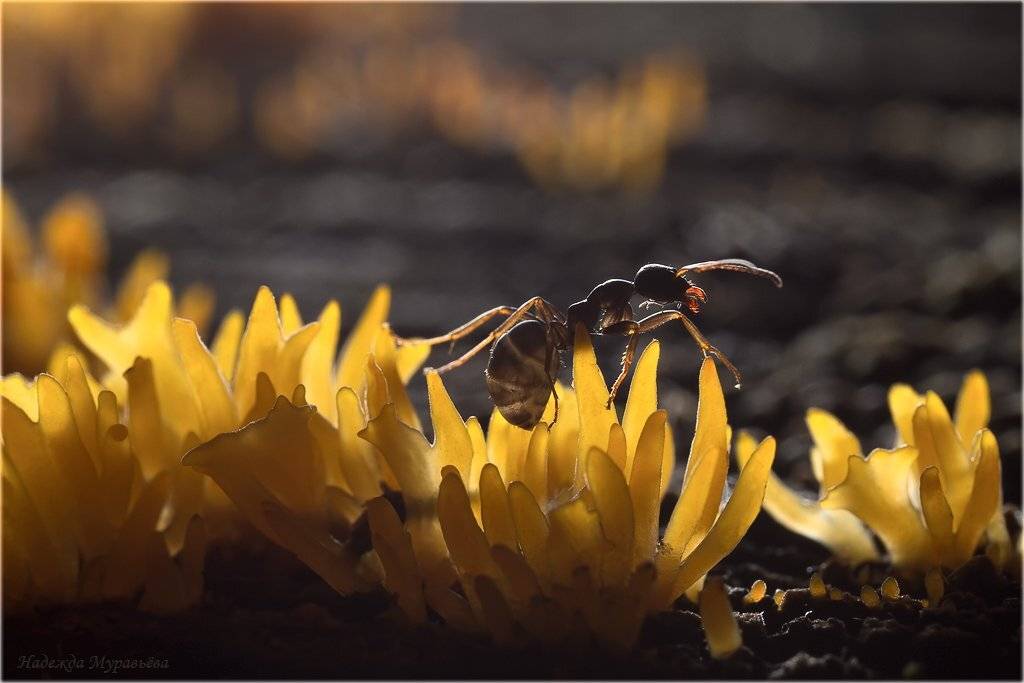 калоцера, роговидная, calocera, cornea, муравей, Надежда Муравьёва