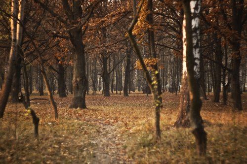 Осенний лес