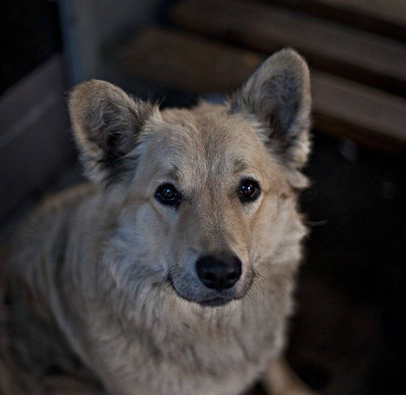 , Дзержановский Эдуард