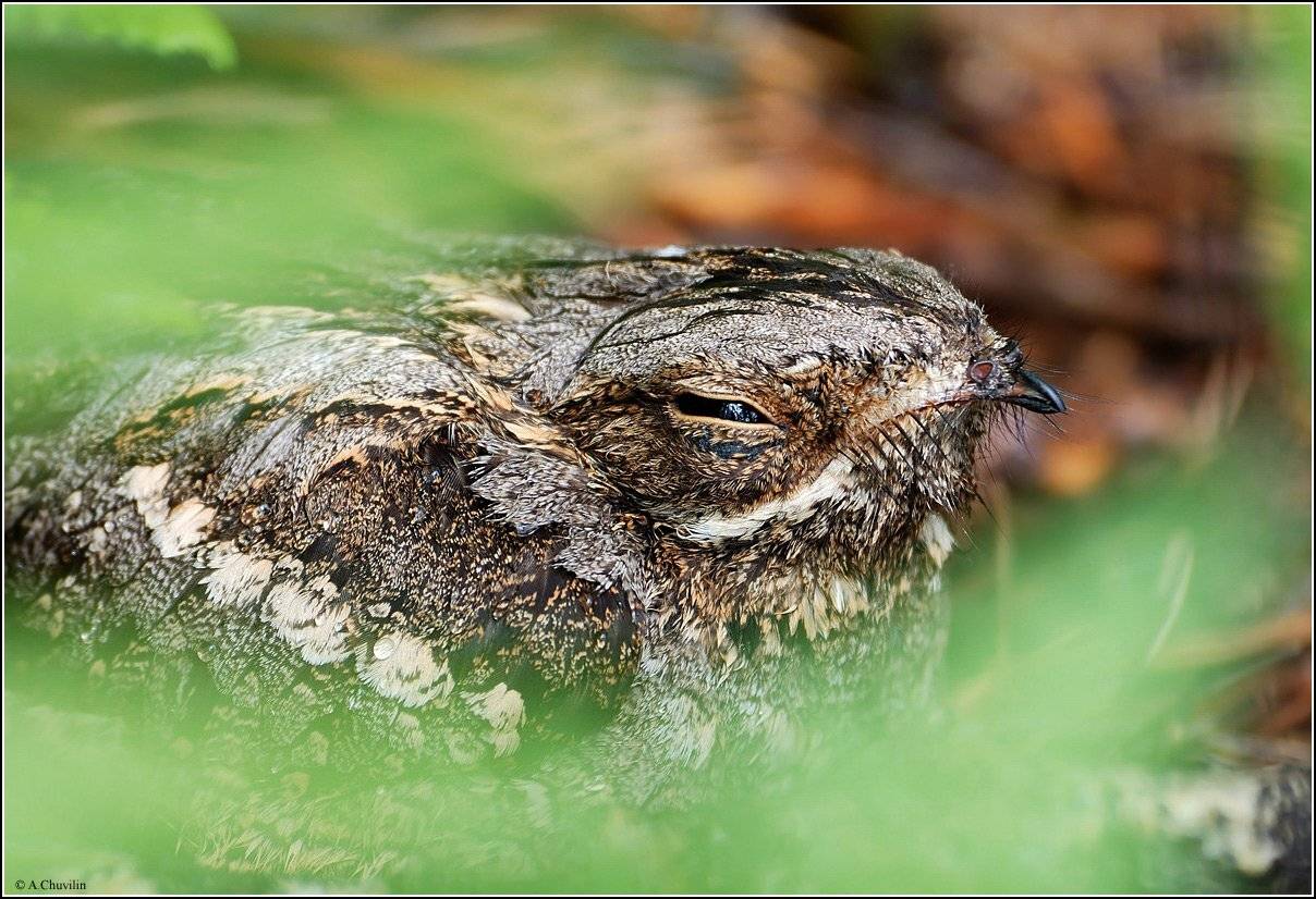 козодой,июнь, Александр Чувилин