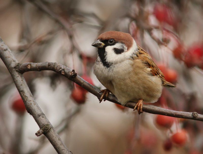 птицы, , животные Воробушек. фото превью