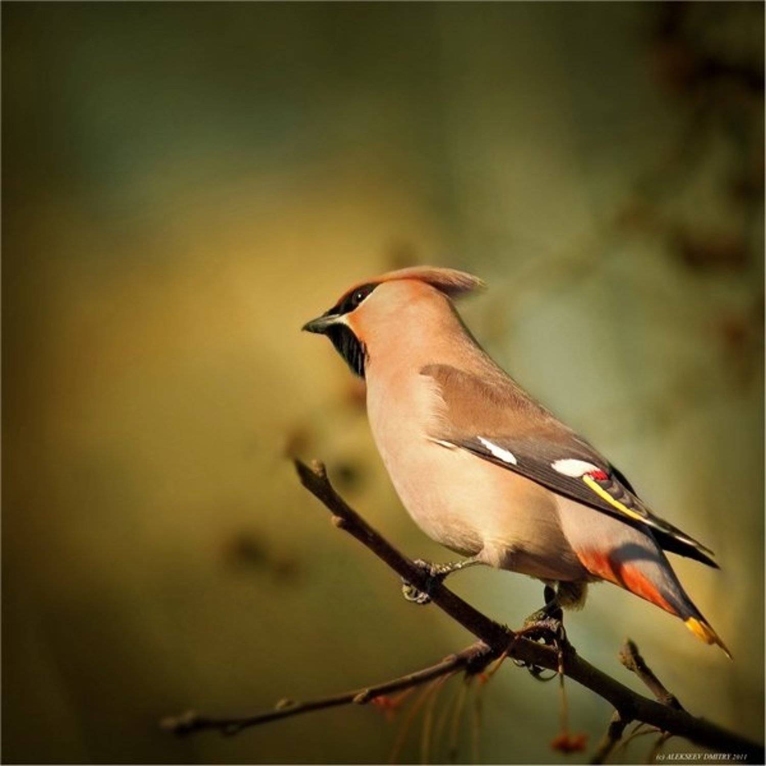 свиристель, природа, птицы, Дмитрий Алексеев