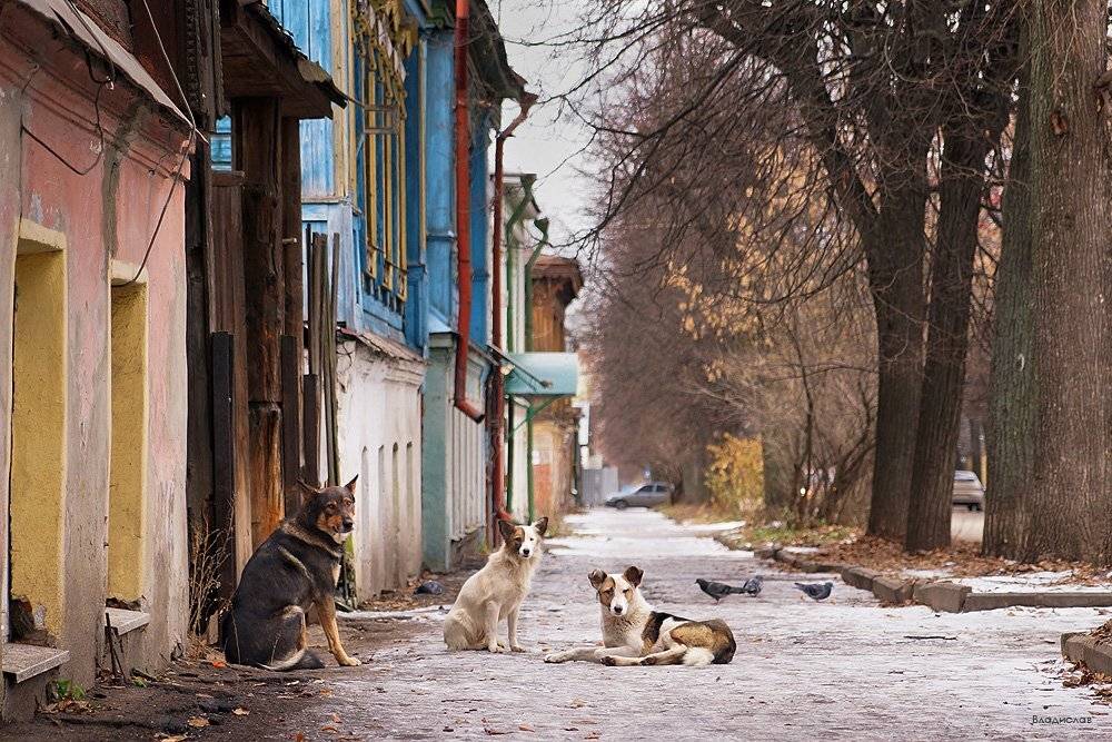 , Владислав.