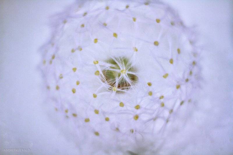 , Андрей Куськало