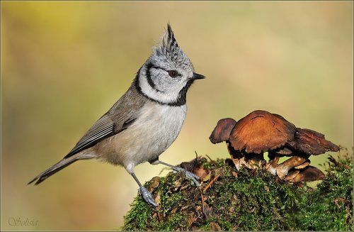 Осенняя пора