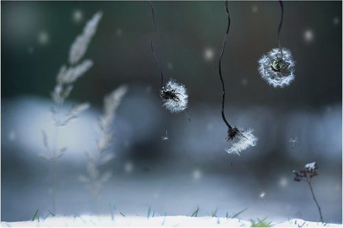 Сказочка про первый снег...