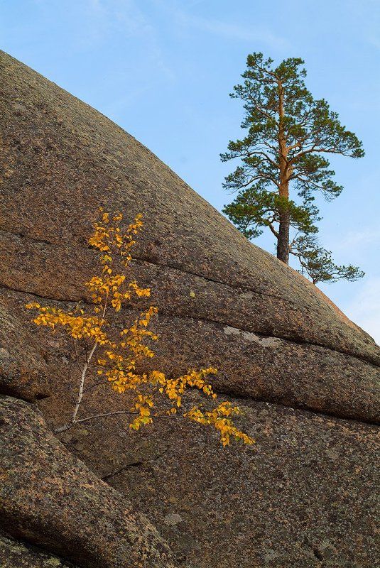 Упрямая парочка фото превью