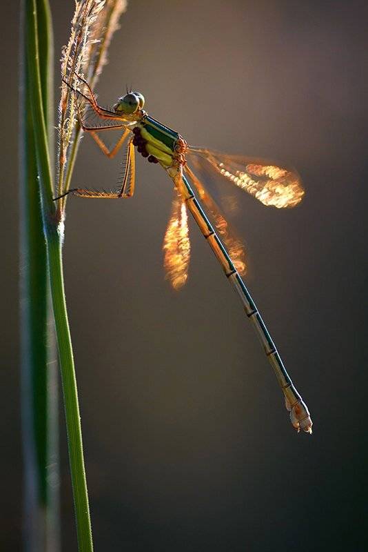 стрекоза, северо-западный кавказ, краснодарский край, odonata, lestes parvidens, макро, macro, insecta, dragonfly, Vladimir Neimorovets