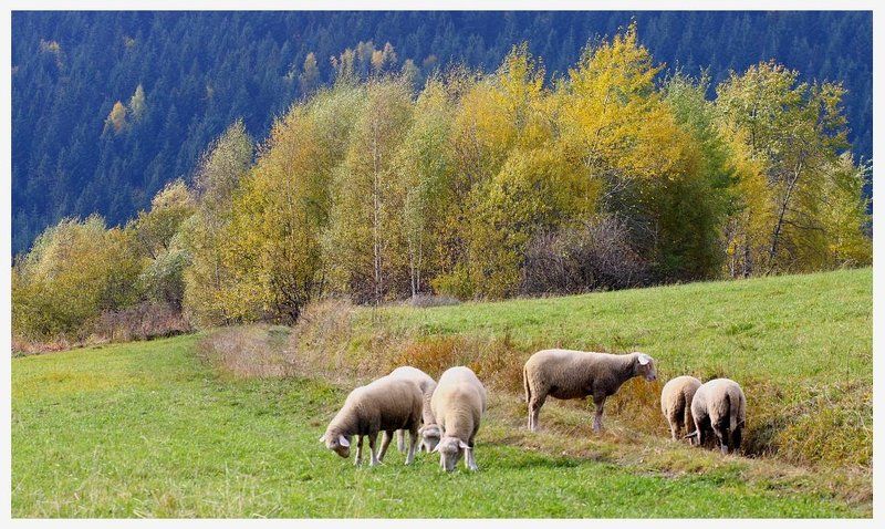 Совещание по следу II фото превью