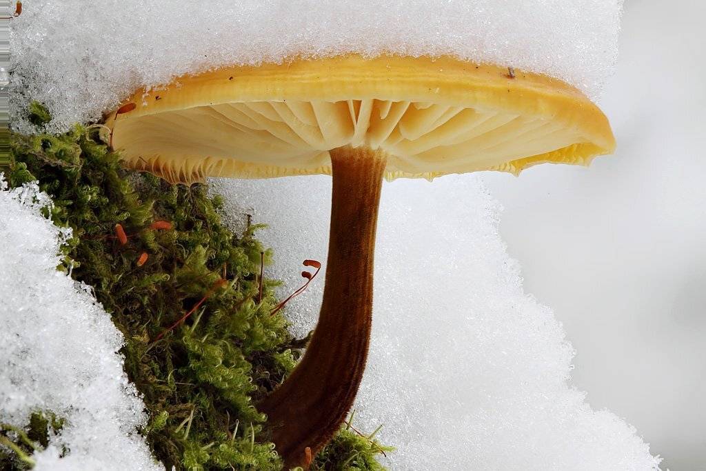 , Сергей Таланов