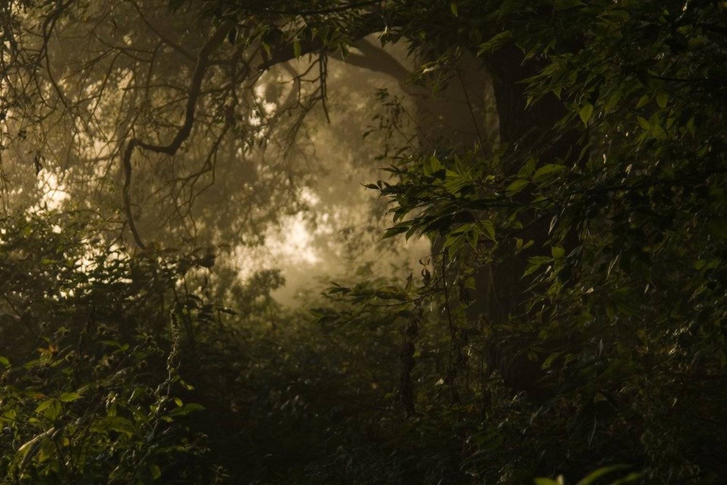 утро, заросли, джунгли, свет, туман, тропа, зелень, тунель, Art Loo