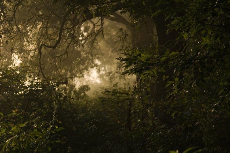 утро, заросли, джунгли, свет, туман, тропа, зелень, тунель Стремление к светлому фото превью