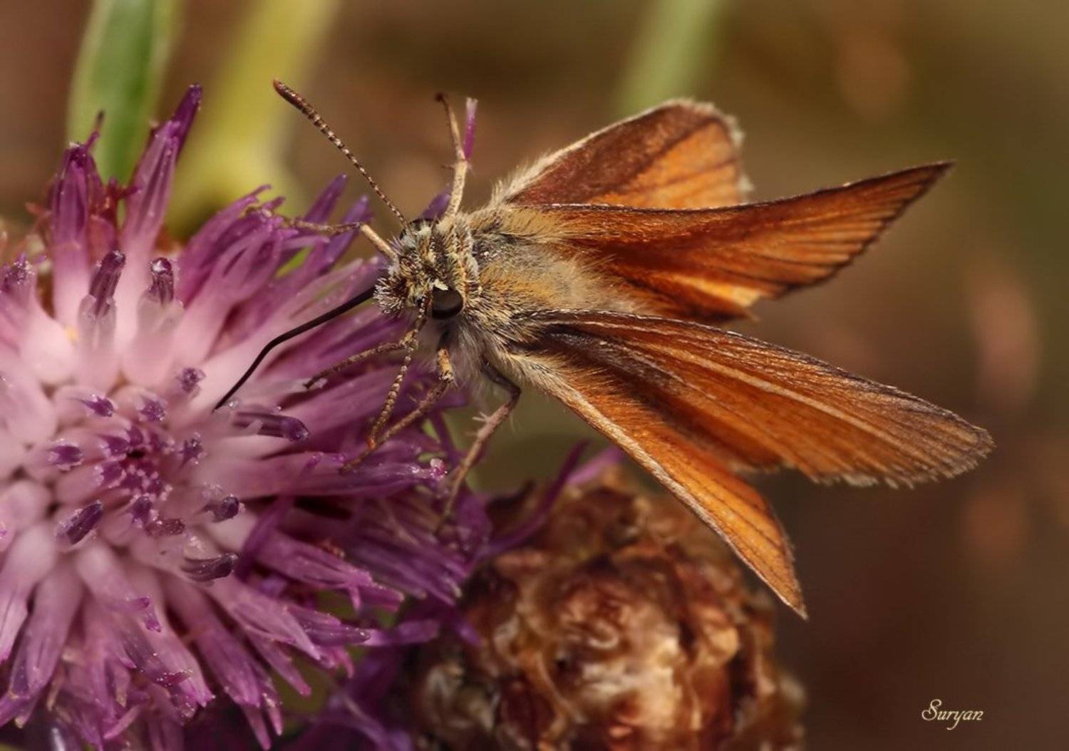 лето, трава, бабочка, толстоголовка, Олег Сурьянинов