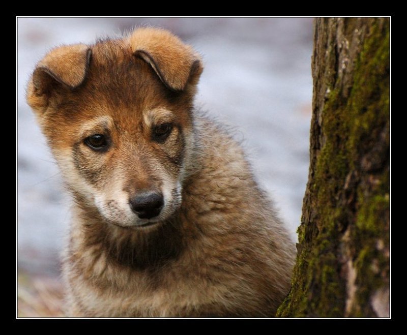 Кто это там? фото превью
