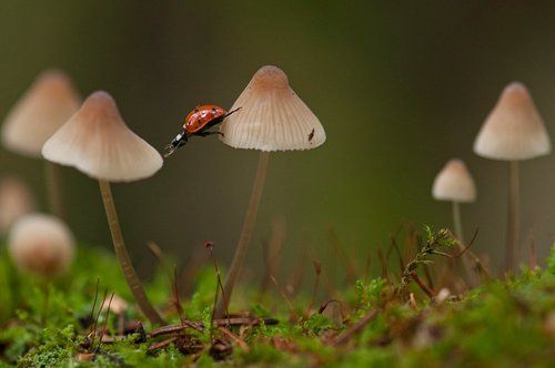 Похождения божьей коровки