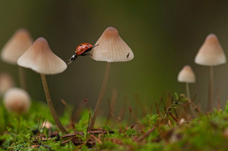 макро, божья коровка Похождения божьей коровки фото превью