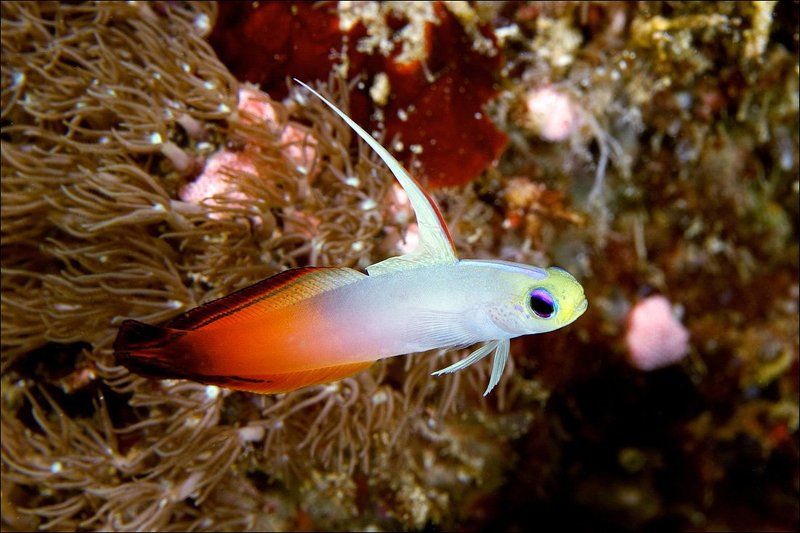 underwater, sipadan, fish, goby, fiery Goby фото превью