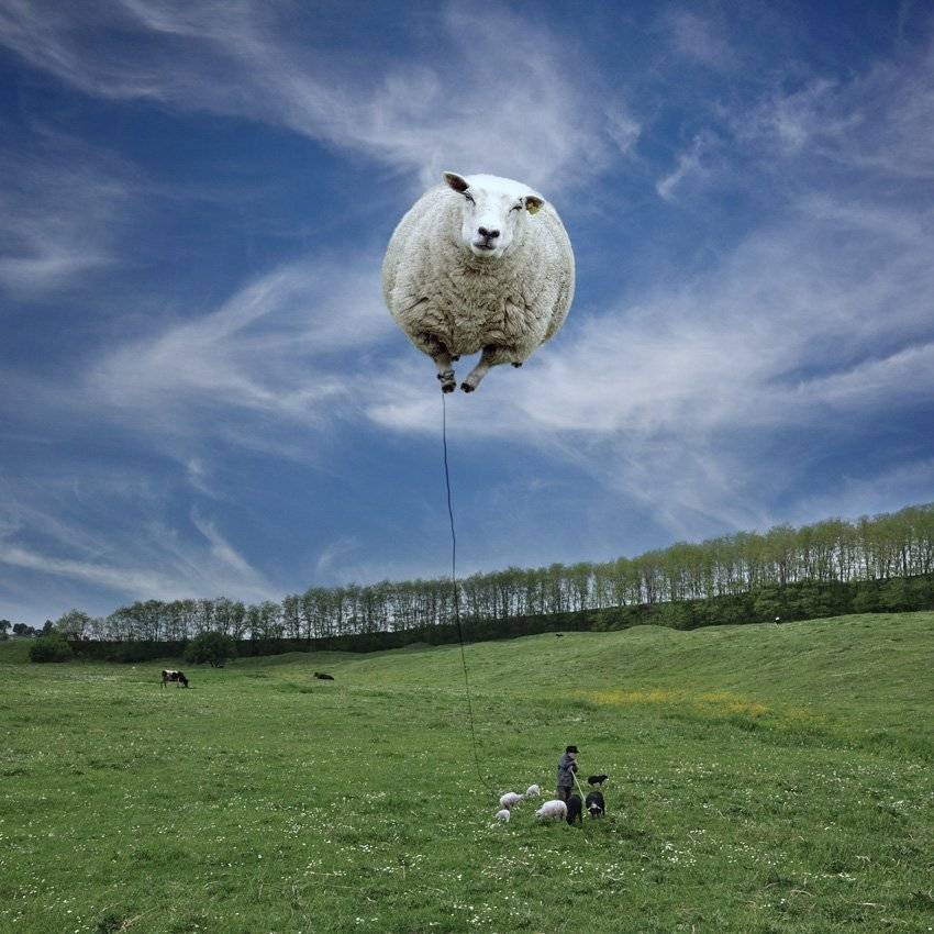 sheep, shepper, cow, grass, ground, fly, sky, clouds, Caras Ionut