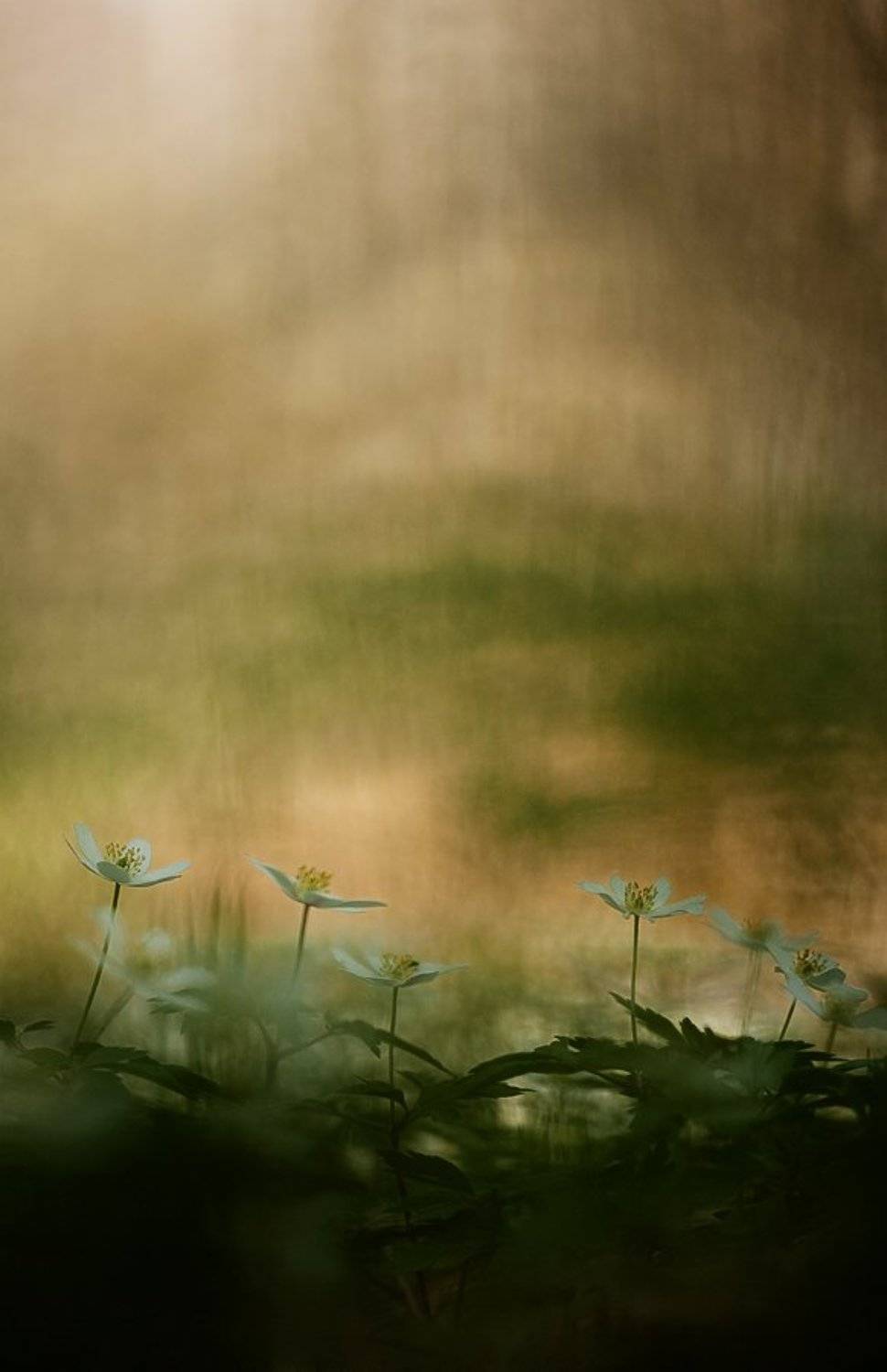 ветреничка дубравная, весна, цвет, Юлия