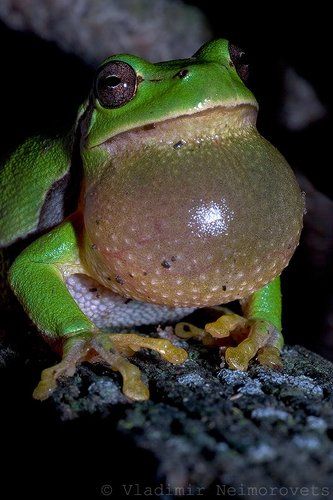 Hyla arborea schelkownikowi