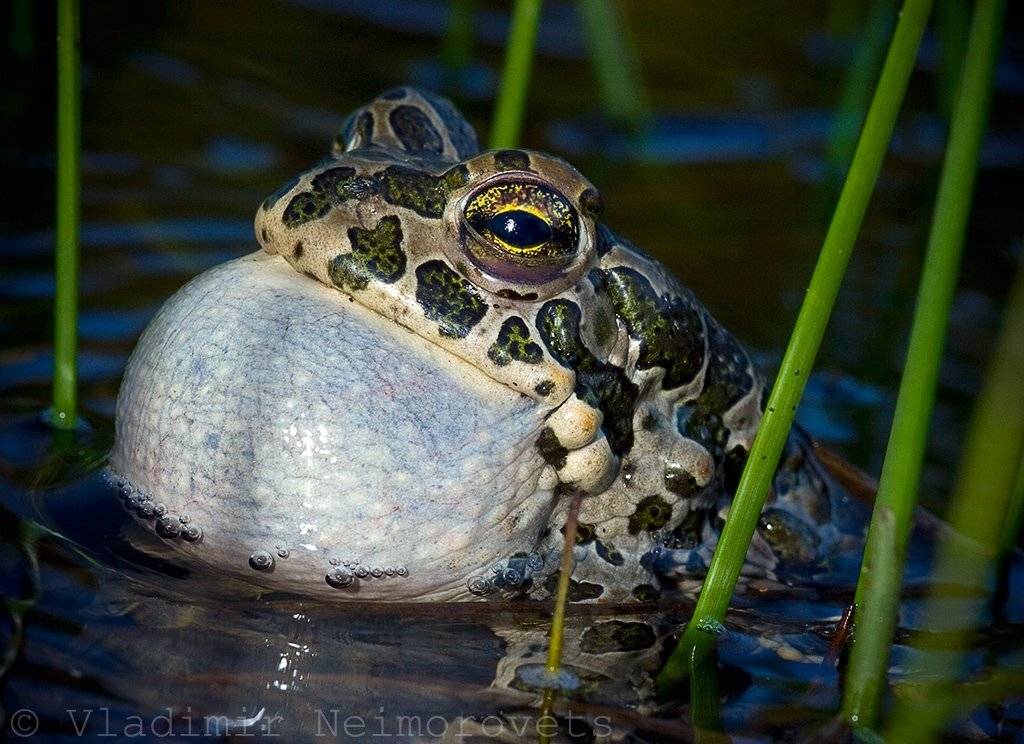 bufo viridis, amphibia, krasnodar territory, north-west caucasus, жаба, зеленая жаба, краснодарский край, северо-западный кавказ, горловой мешок, сезон размножения, Vladimir Neimorovets