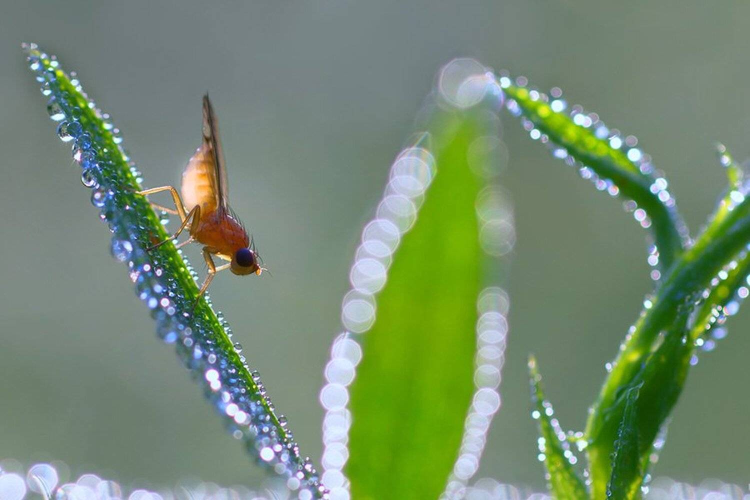 macro,макро, Евгений Лукашук