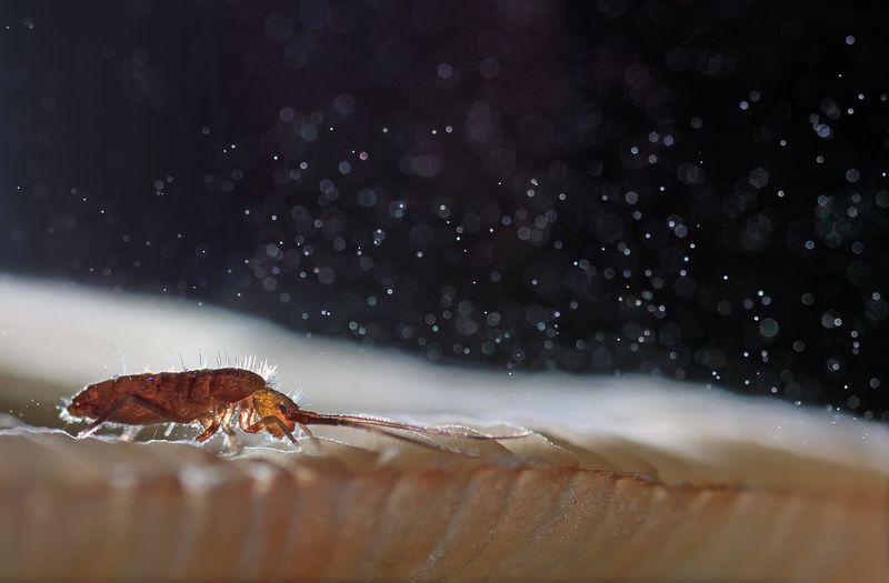 Снегопад 2 фото превью