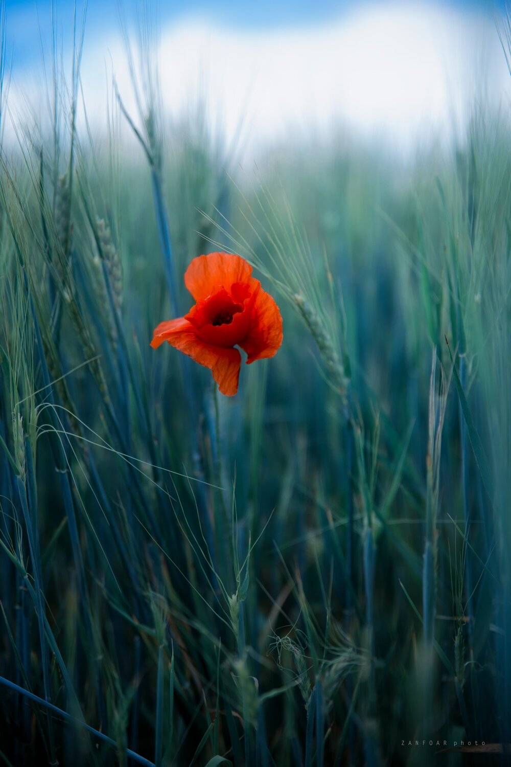 мак,zanfoar,czech republic,nikon,moravia,bohemia,macro,чехия, Zanfoar