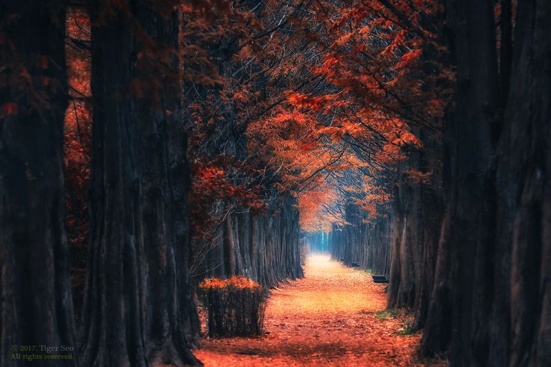autumn path trees light foliage landscape bench Korea path to winter фото превью