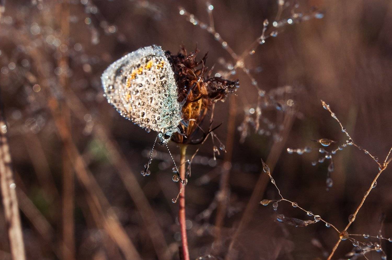, Светлана Щемелева