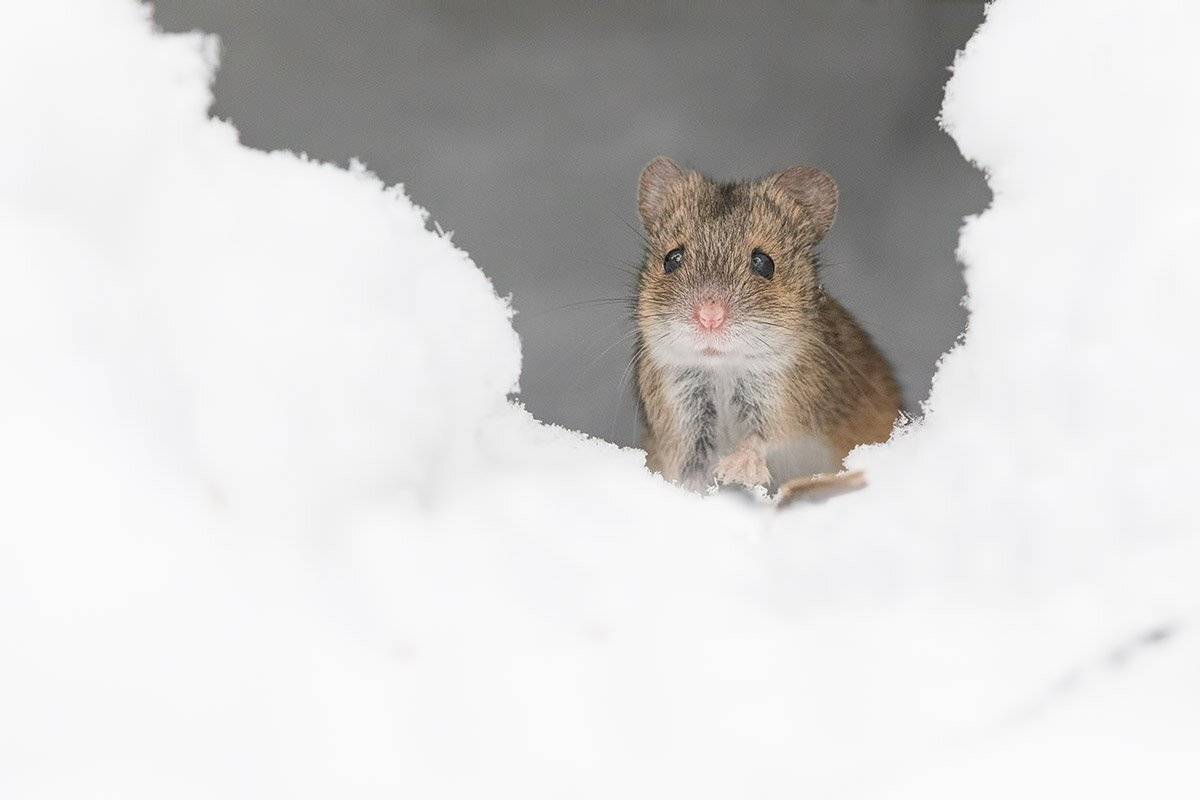 , Елена Давыдова