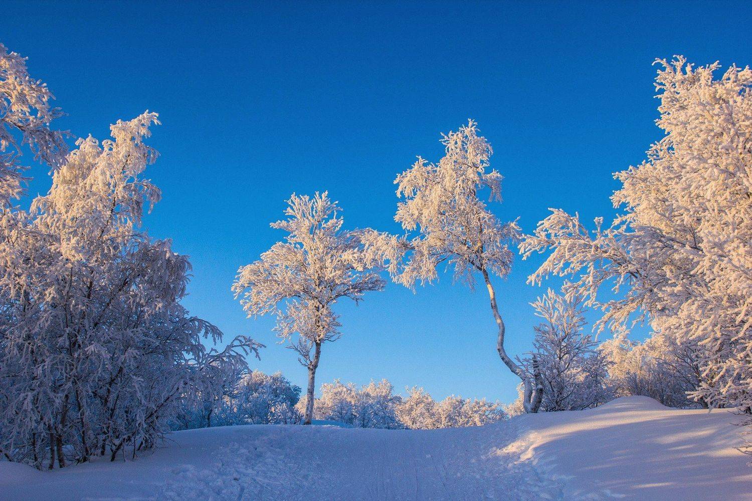 мороз, солнце, деревья, иней, снег, зима, пейзаж, тропа, Алёна Салтыкова