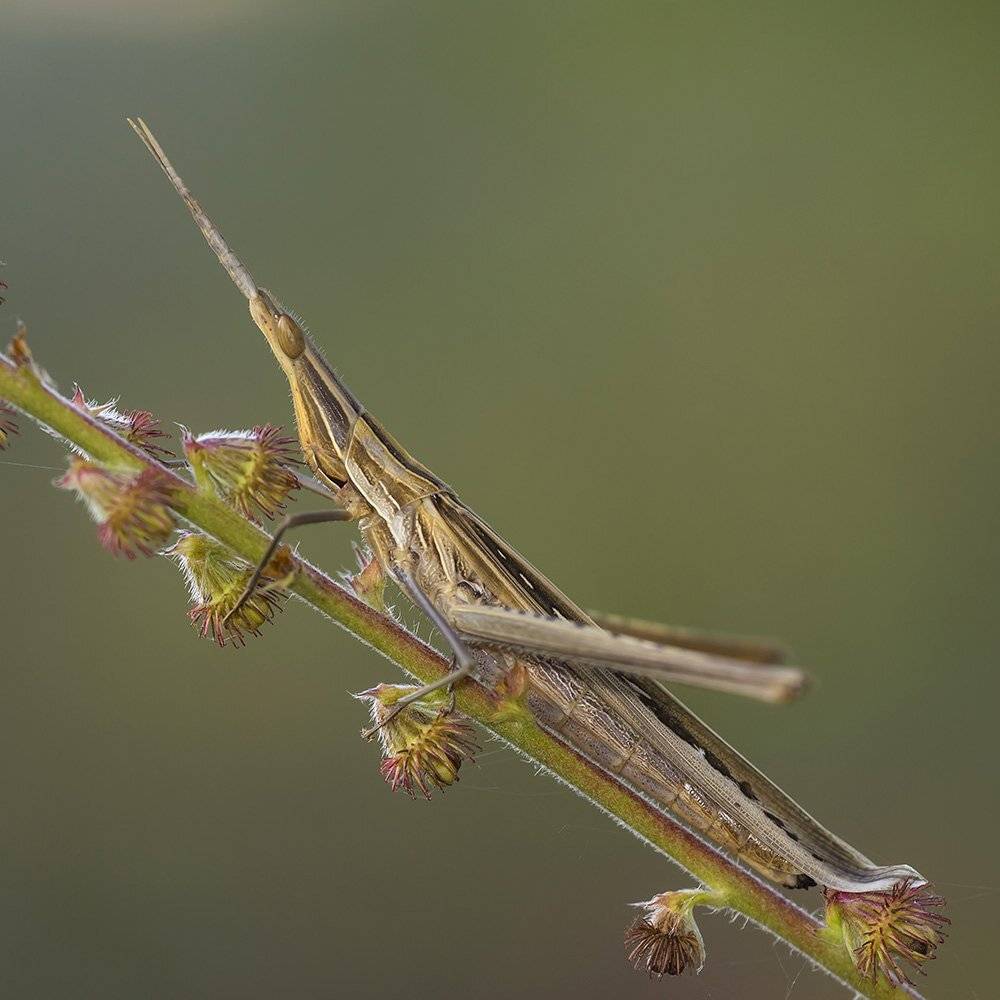 , Александр Земляной