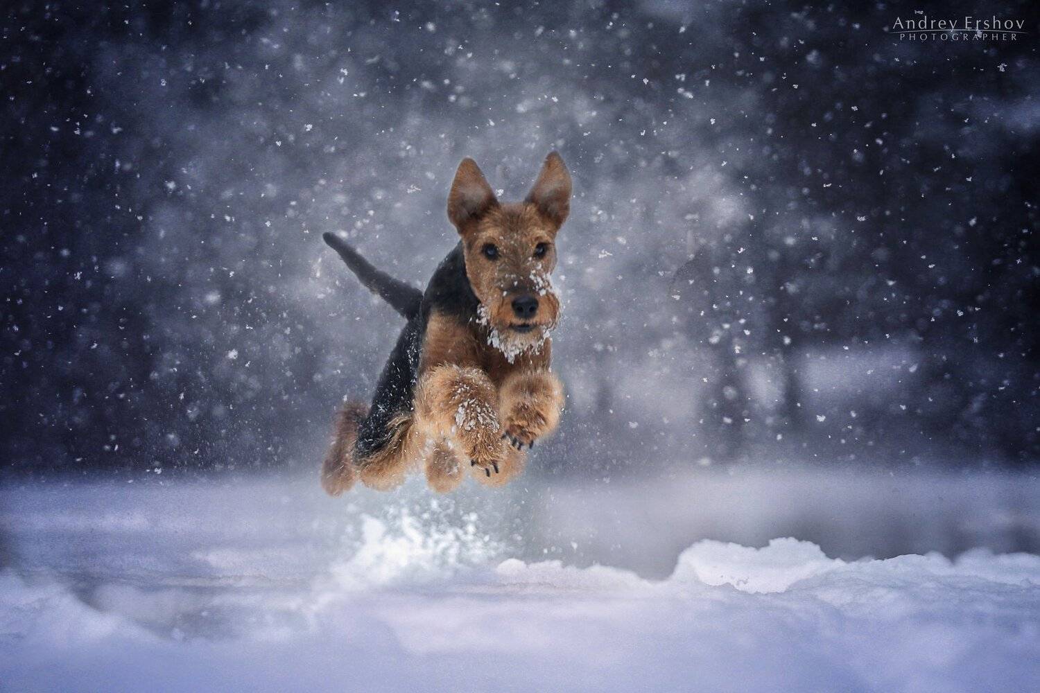 , Андрей Ершов