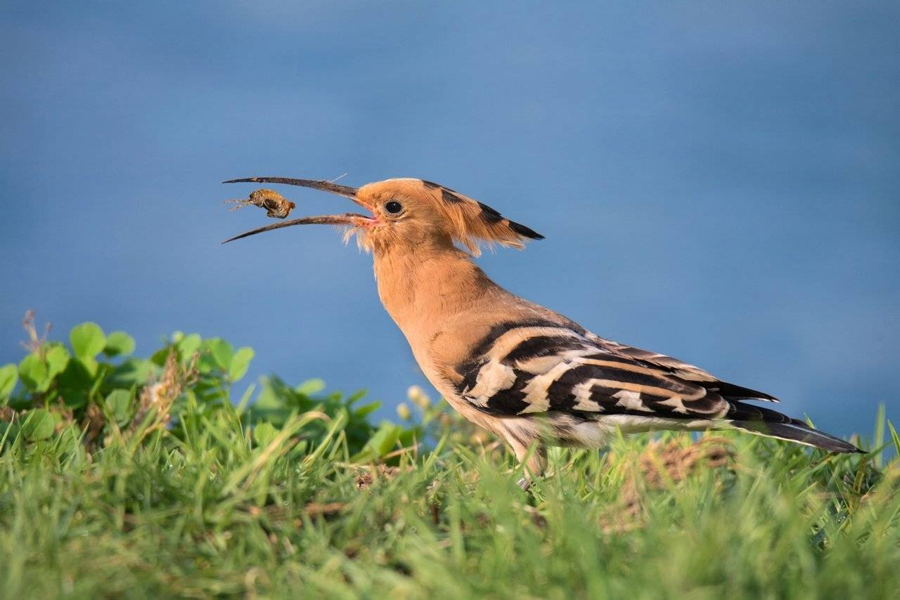 удод, медведка, берег, озеро, декабрь, Людмила Бекман