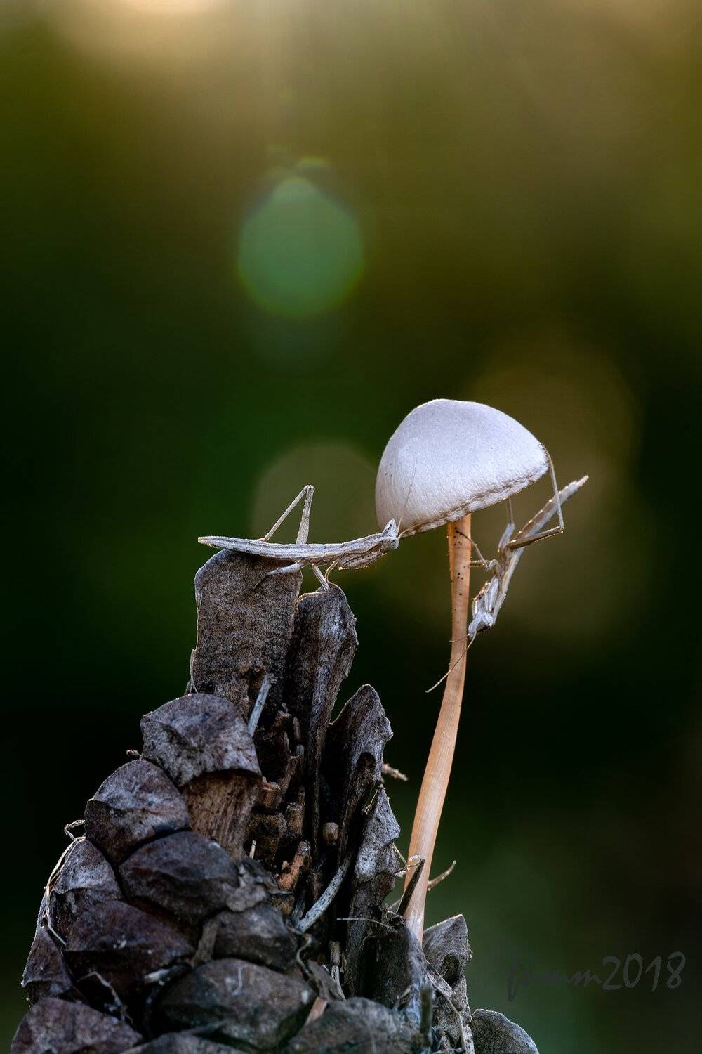 , Игорь ФУММ