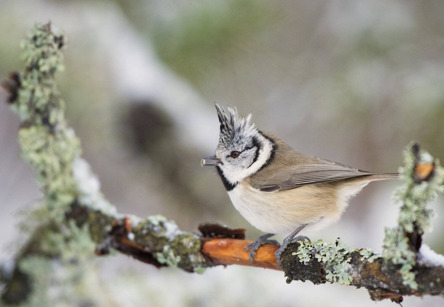 , Юрий Кулаков