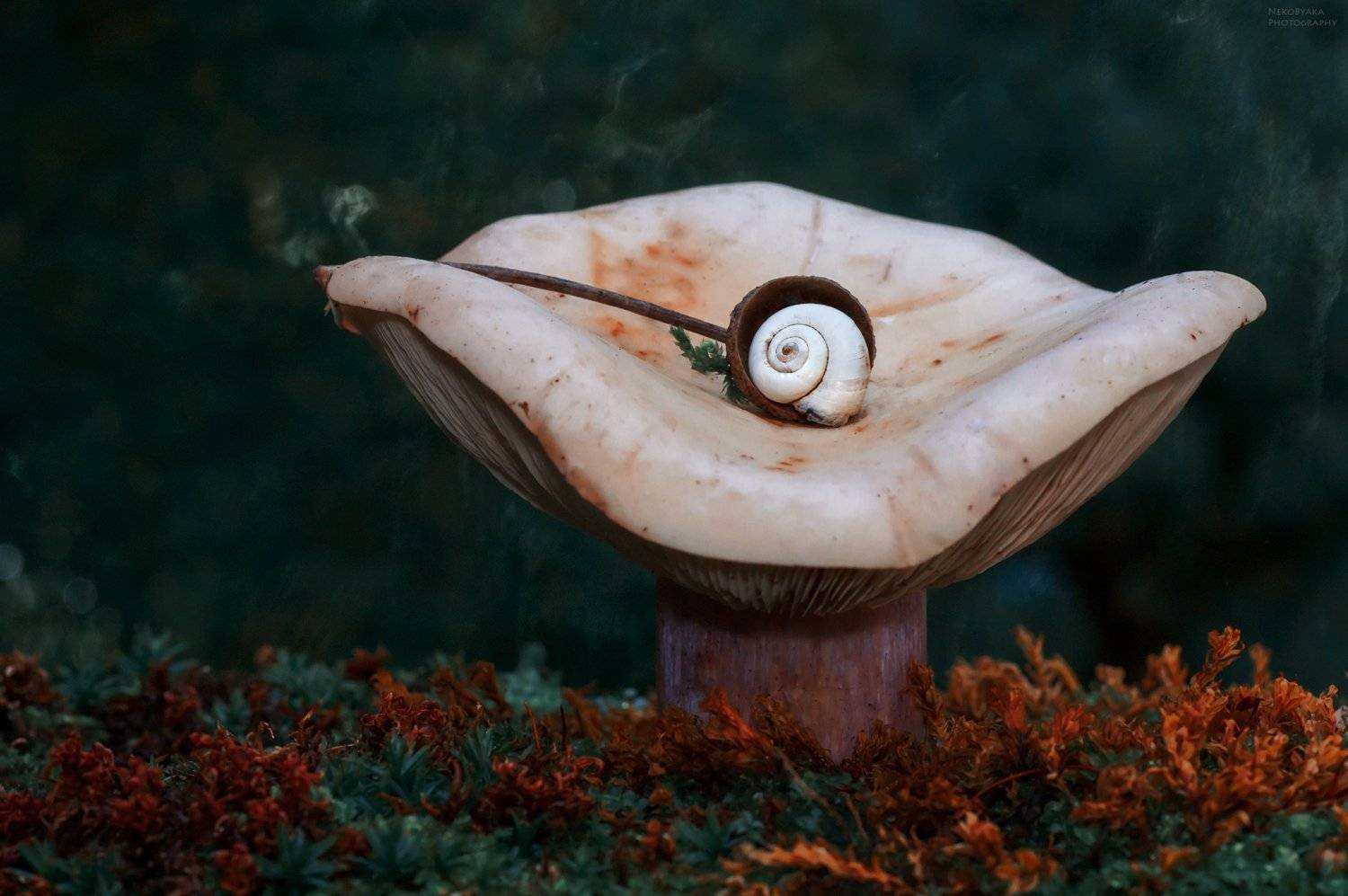 макро, природа, мох, растения, грибы, улитка, macro, nature, moss, plants, mushrooms, snail,, Тараненко Анжелика