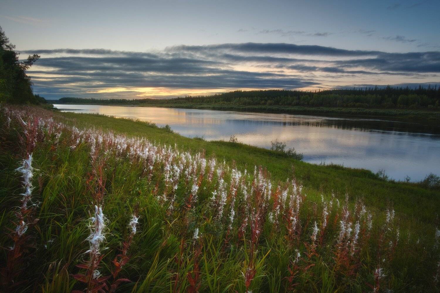 россия, иркутская область, ербогачен, нижняя тунгуска, сибирь, тайга, река, лес, иван-чай, отражение, закат, осень, Оборотов Алексей